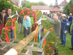 Maibaum 2009